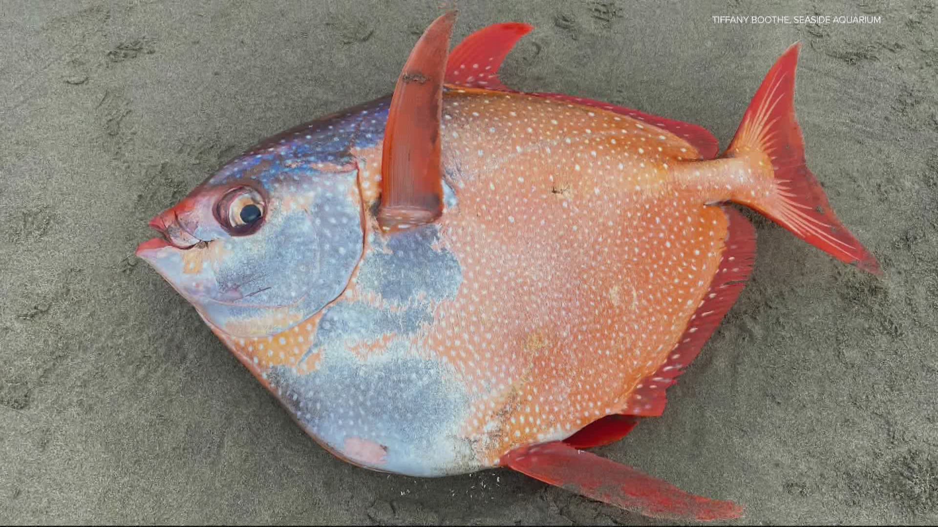 A 100-pound Opah fish washed up on Sunset Beach between Seaside and Warrenton. The warm-blooded fish are rarely found so far north.