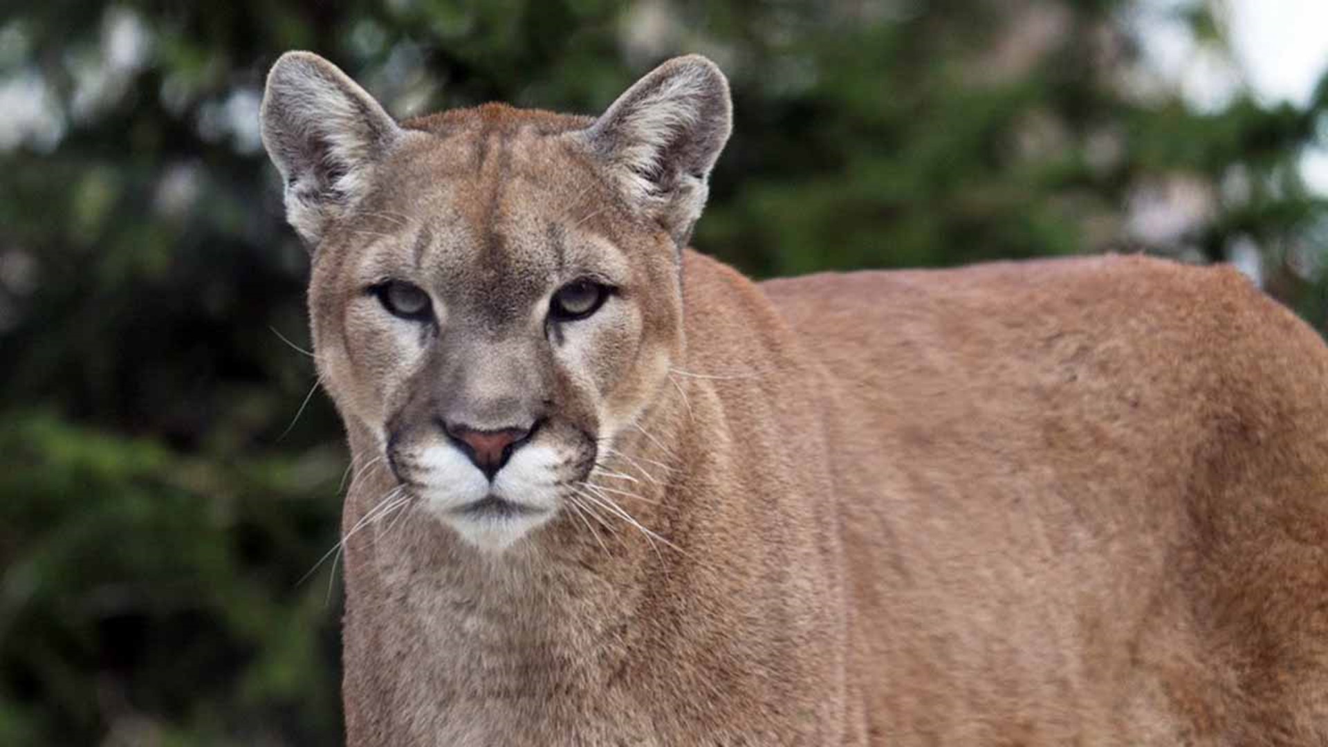 Cougar uniface