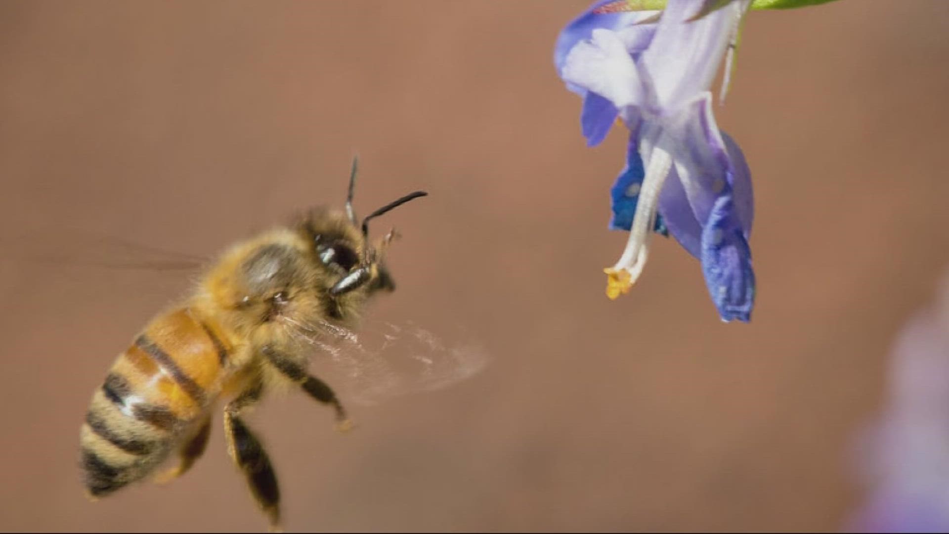 Bee populations are having a hard time. But a team from the UO is working to help the important pollinators make a comeback, using areas burned by wildfire to do it.