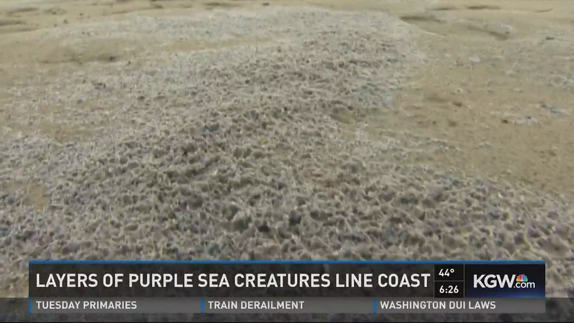 Layers of purple sea creatures line coast