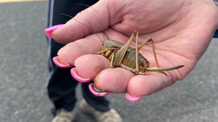 'Biblical' cricket swarms ravage Oregon crops