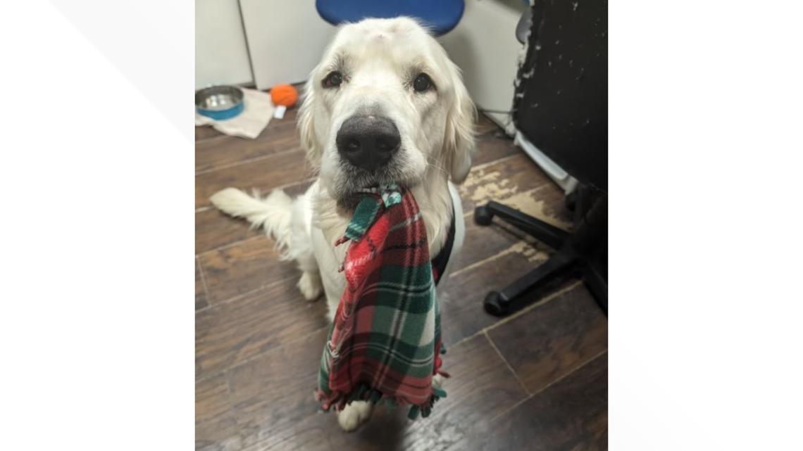 Dog was found shot and left for dead in Cowlitz County | wkyc.com
