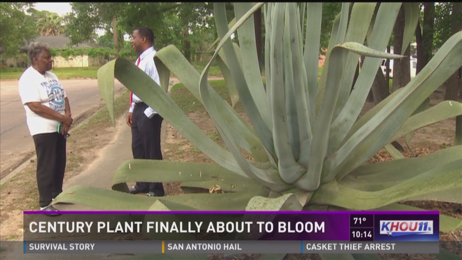 A massive century plant is about to bloom for the only time in its life, all in a northeast Houston woman's front yard.