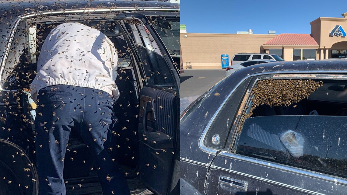 New Mexico firefighters remove 15,000 bees from man's car
