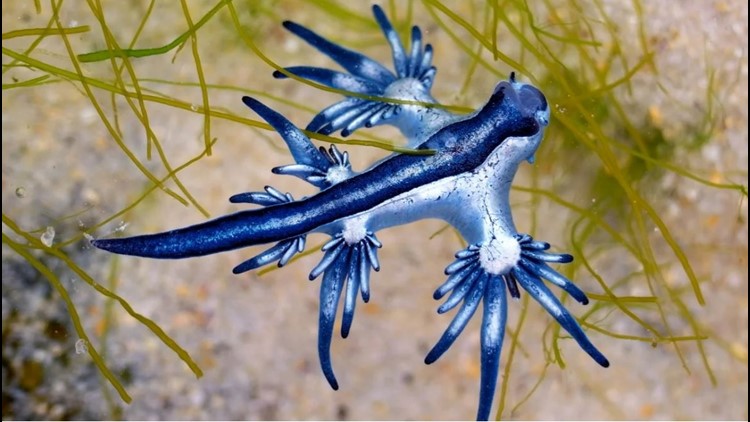 If you spot one of these strangely beautiful creatures on a Texas beach, don't touch it!