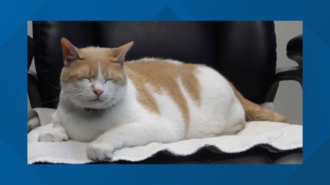 Meet West Texas TikTok star, Chili Potato the cat - Vimarsana News