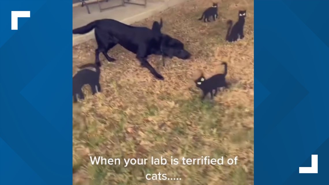 Ingleside dog scared of Halloween decor goes viral on TikTok