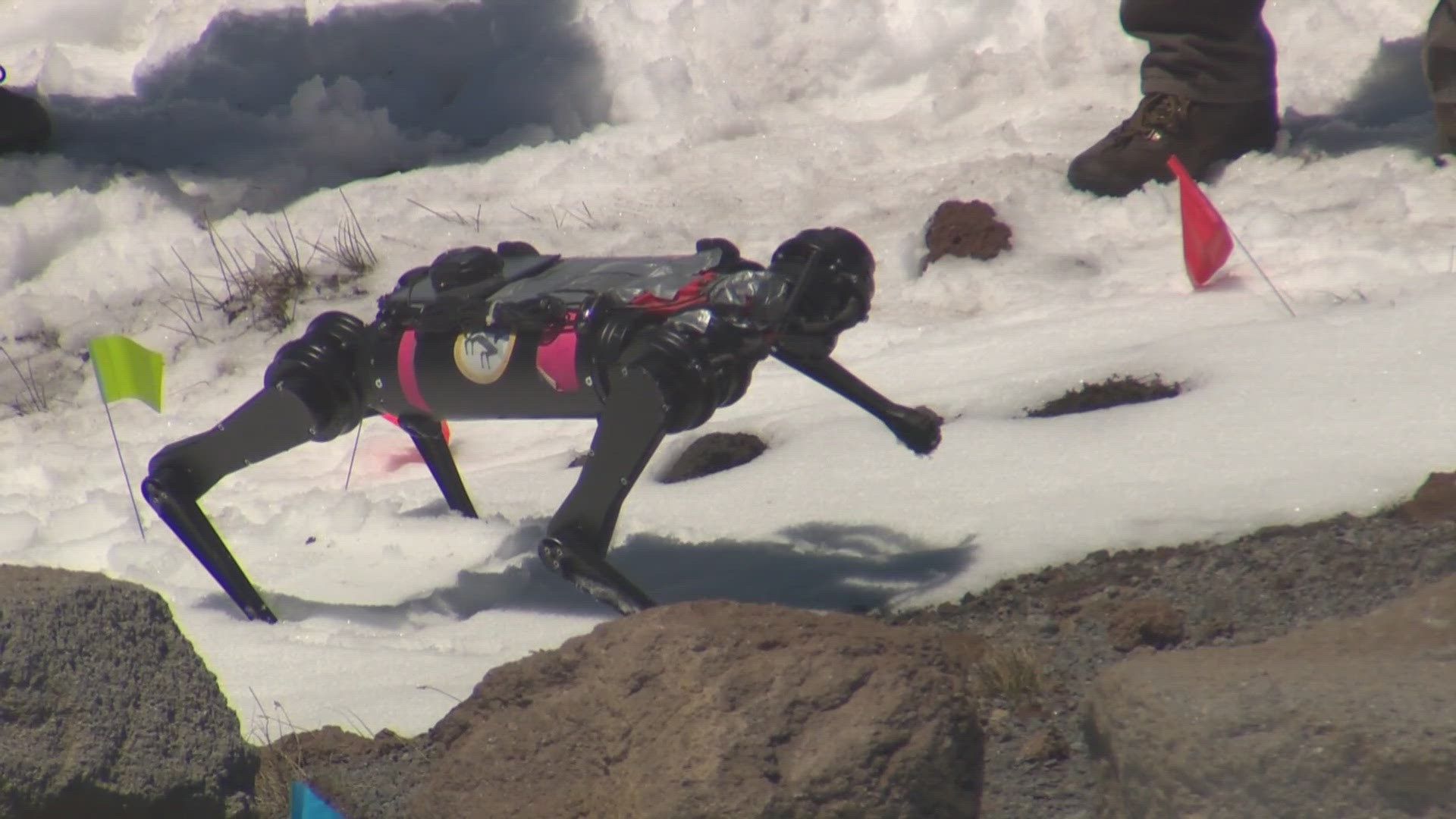 Researchers are using a quadrupedal robot named "Spirit" to simulate the moon's surface at Mt. Hood