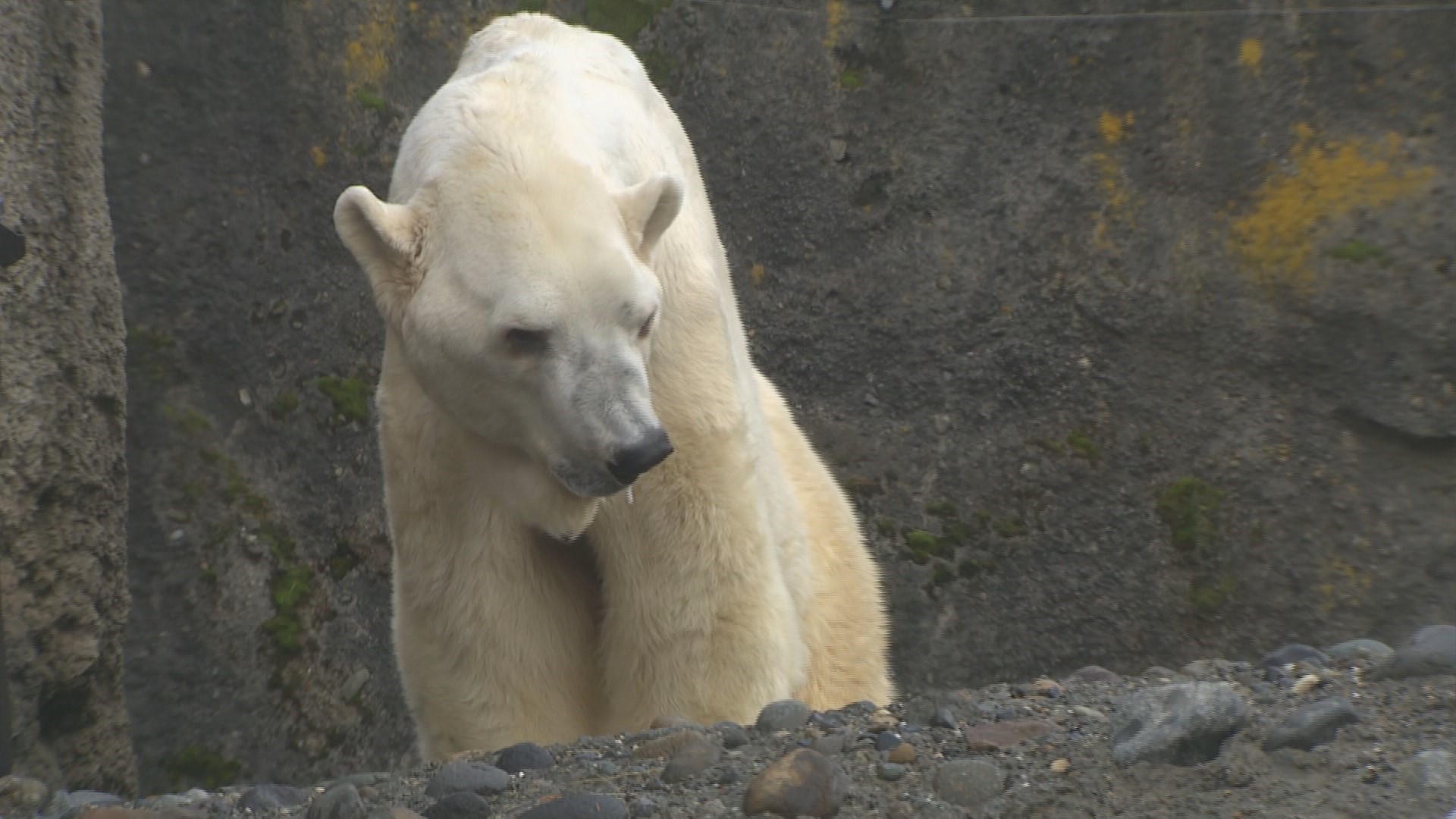 Point Defiance Zoo's camera-shy Boris largely keeps to himself.