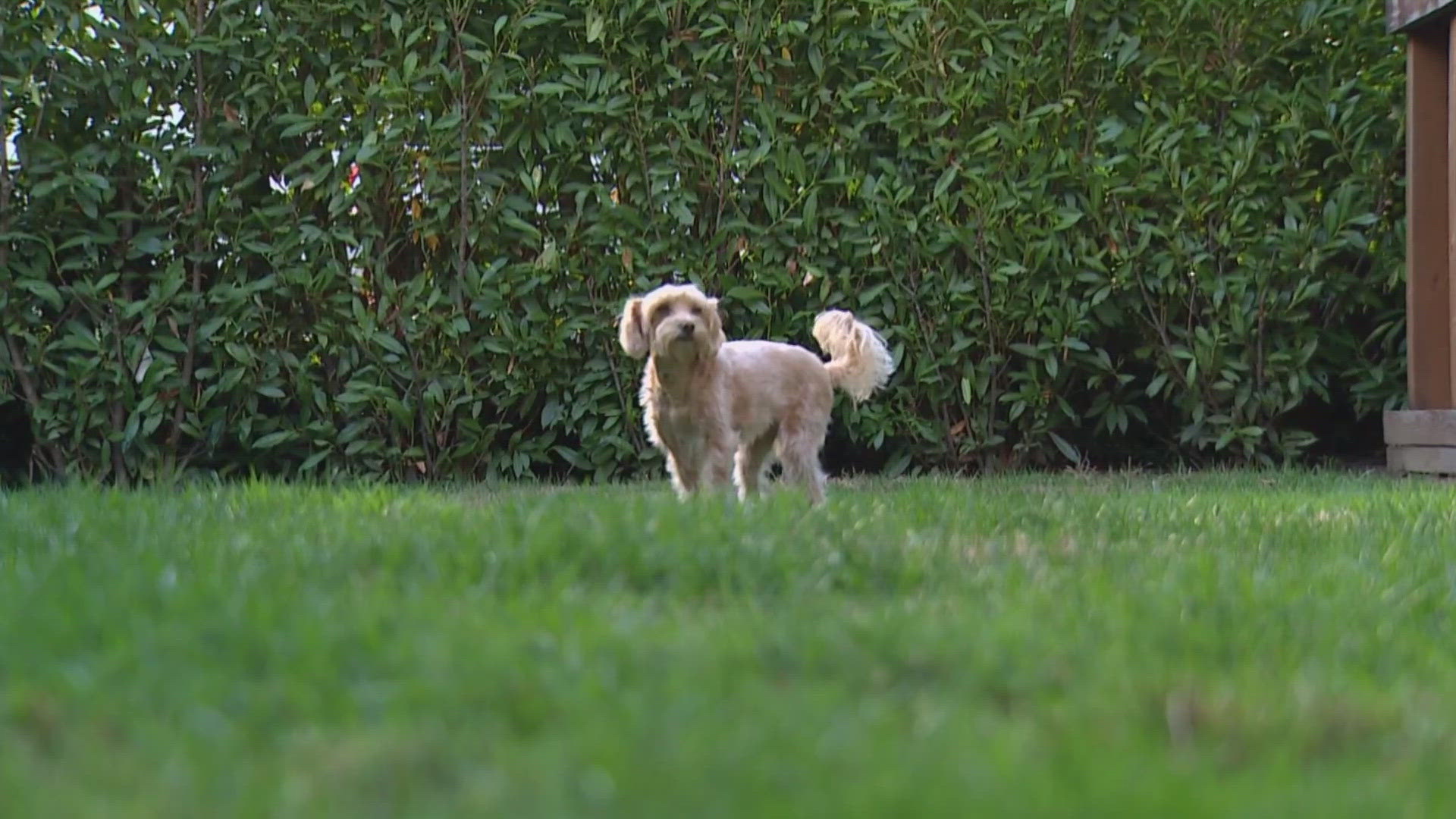 John and Naria Santa Lucia said the coyote jumped their fence, attacked their dog and took off running in Seattle's Magnolia neighborhood.