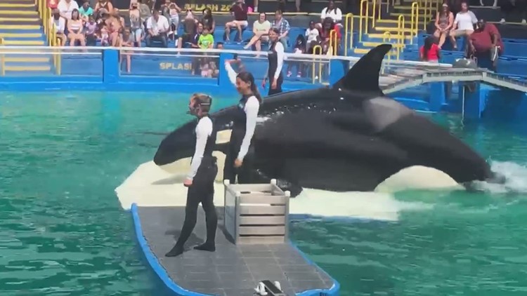 'She is home': Famous orca’s former trainers, vet oppose plans to release her