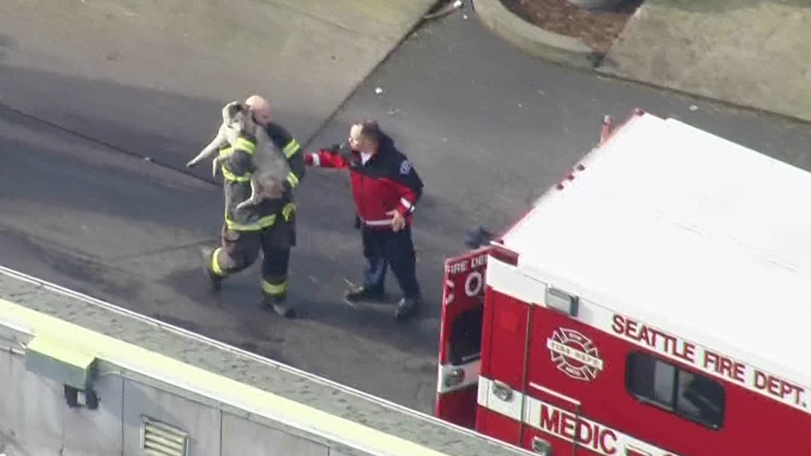 Crews rescue 100 dogs after fire at Seattle dog daycare facility | wkyc.com