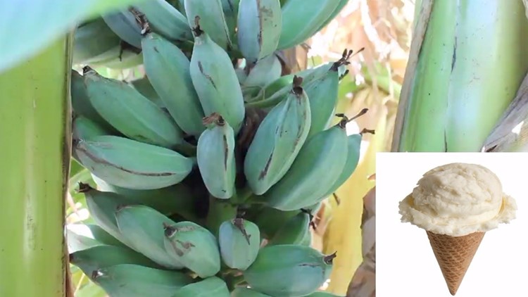 These bananas taste like ice cream and you can grow them yourself