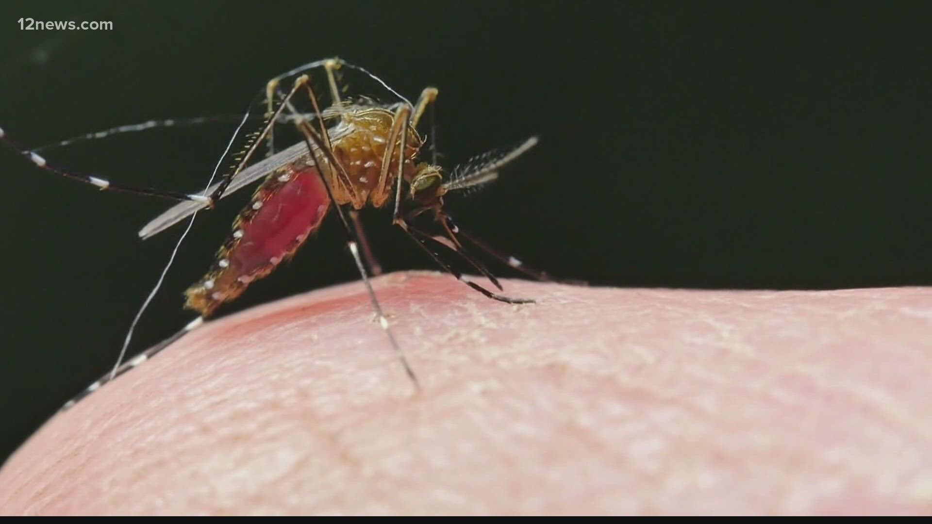 According to experts, mosquitos infected with West Nile Virus are living and biting all over the Valley. Maricopa County is working to combat the insects.