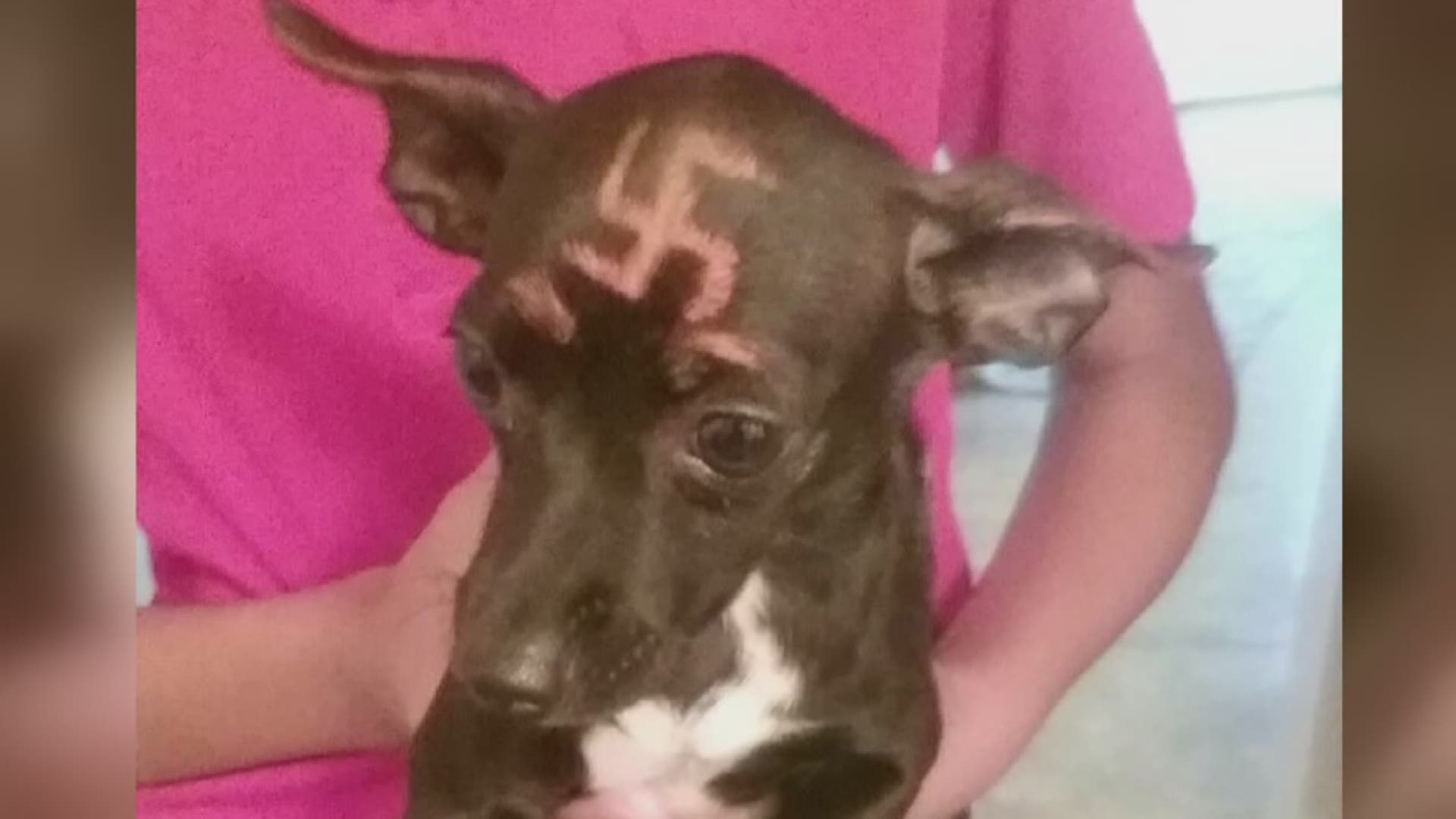 Neighbors paint swastika on dog's head