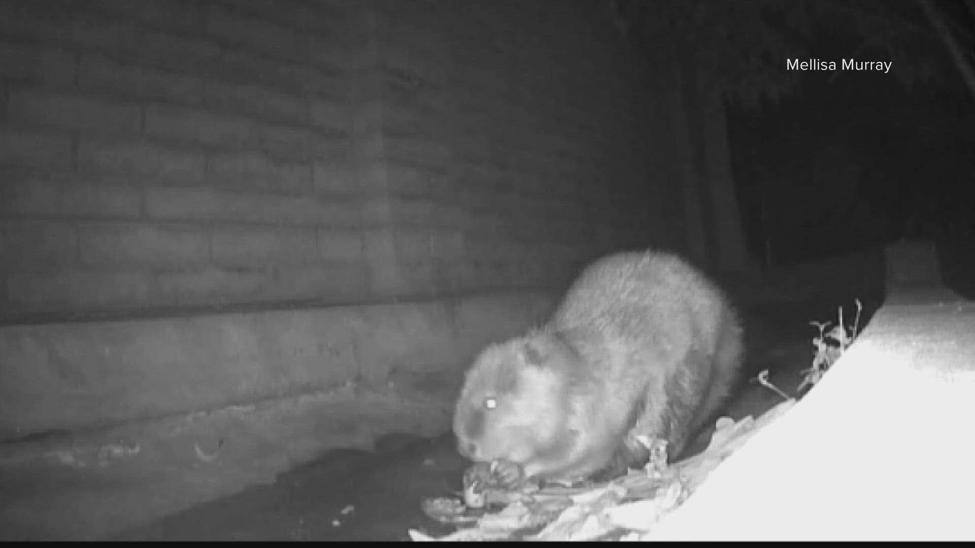 Beavers seen in east Phoenix neighborhoods | wkyc.com