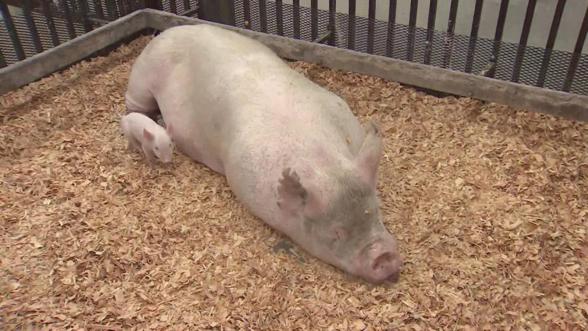 Supreme Court to hear California pork law case | wkyc.com