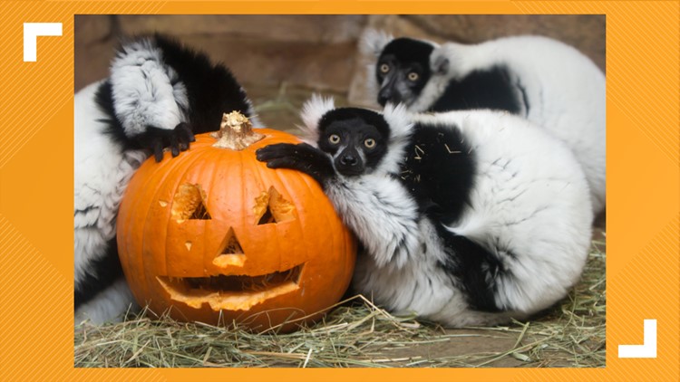 Saint Louis Zoo: Boo at the Zoo canceled Wednesday | www.semadata.org