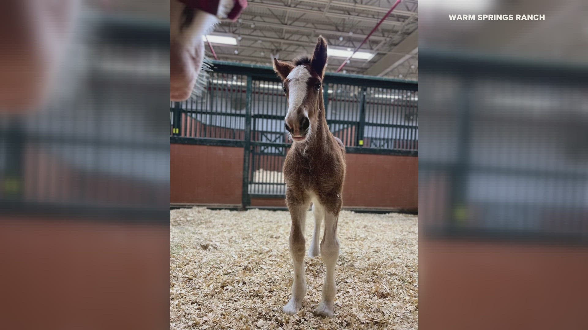 There's a new member on the Budweiser Clydesdales team.