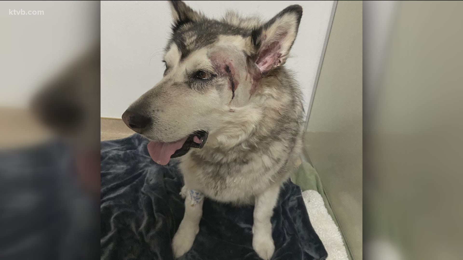 An Idaho family was backpacking in North Fork Lake when their dog was mistaken for a wolf and shot twice.