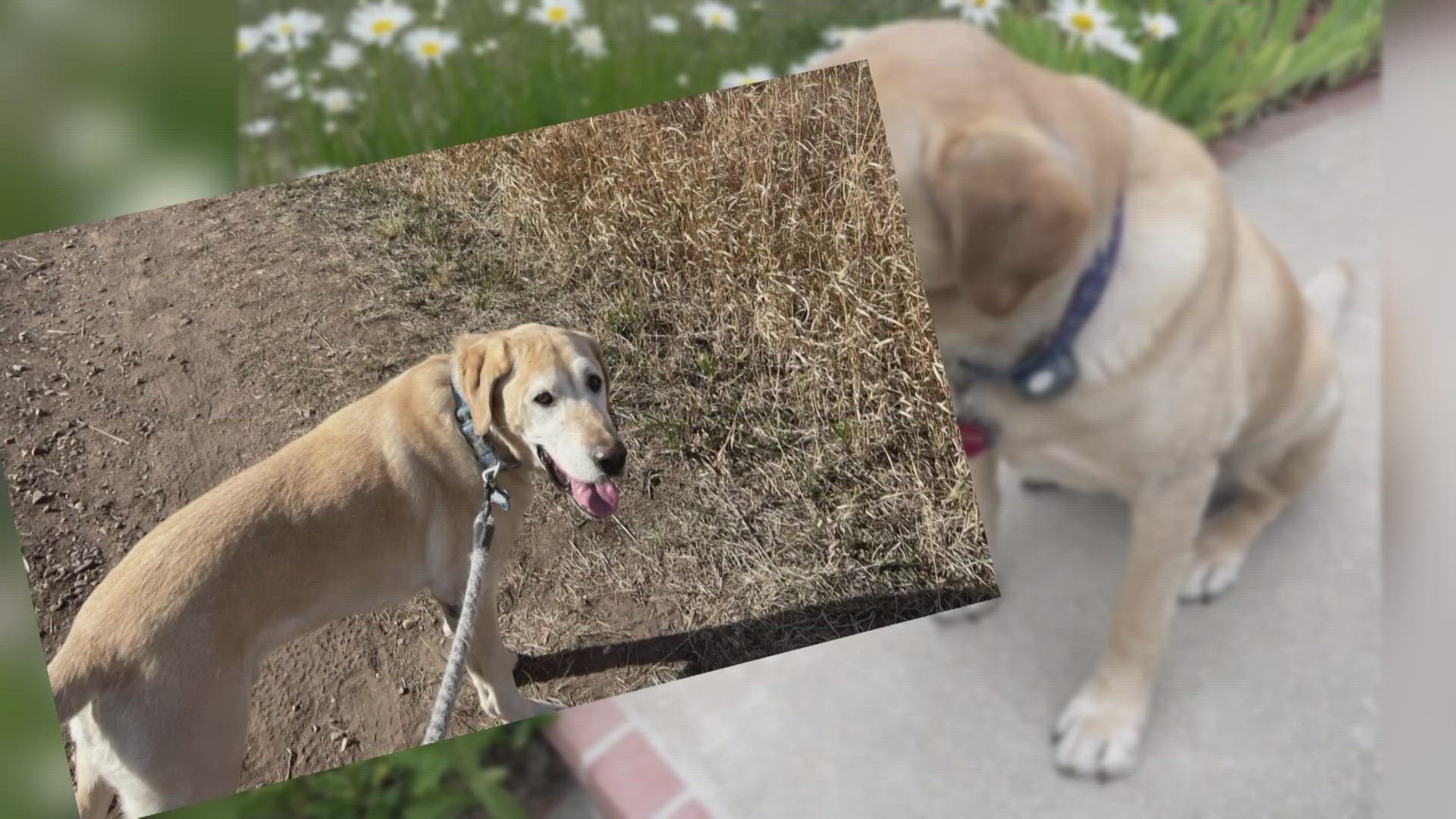 Family dog found dead in Jefferson County family's yard | wkyc.com