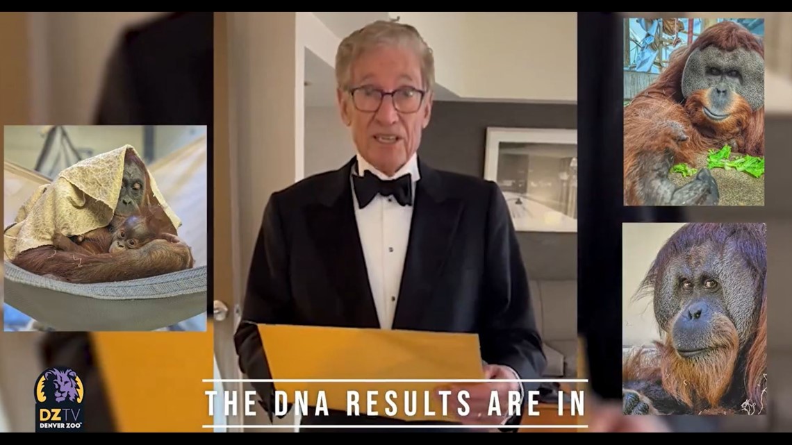 Maury Povich solves paternity mystery of zoo's new baby orangutan - Vimarsana News
