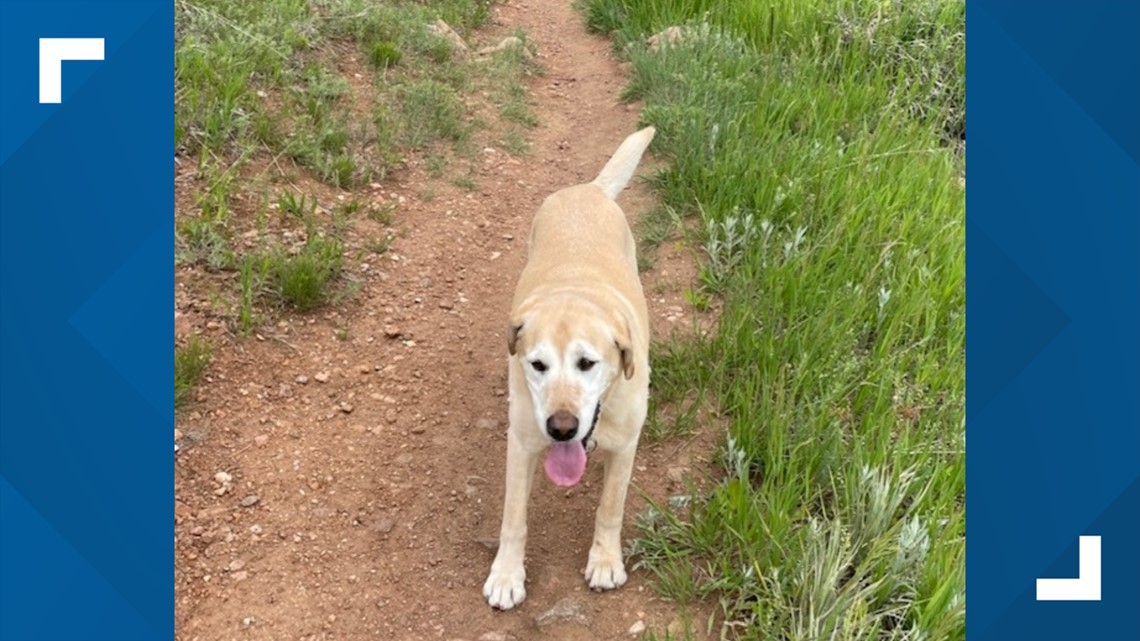 Family dog found dead in Jefferson County family's yard(02)