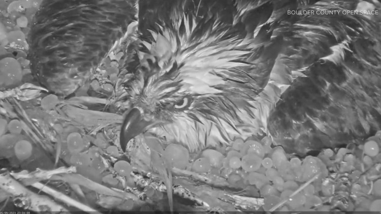 Colorado osprey mother pounded by hailstorm as she protects her eggs