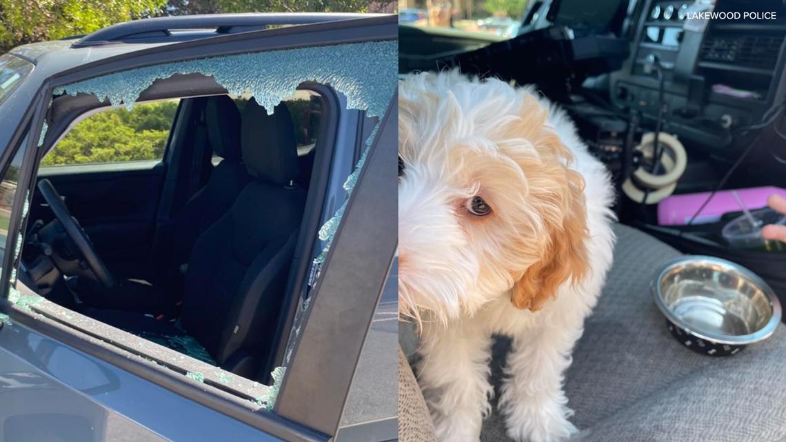 Lakewood Police rescue puppy from hot car | wkyc.com