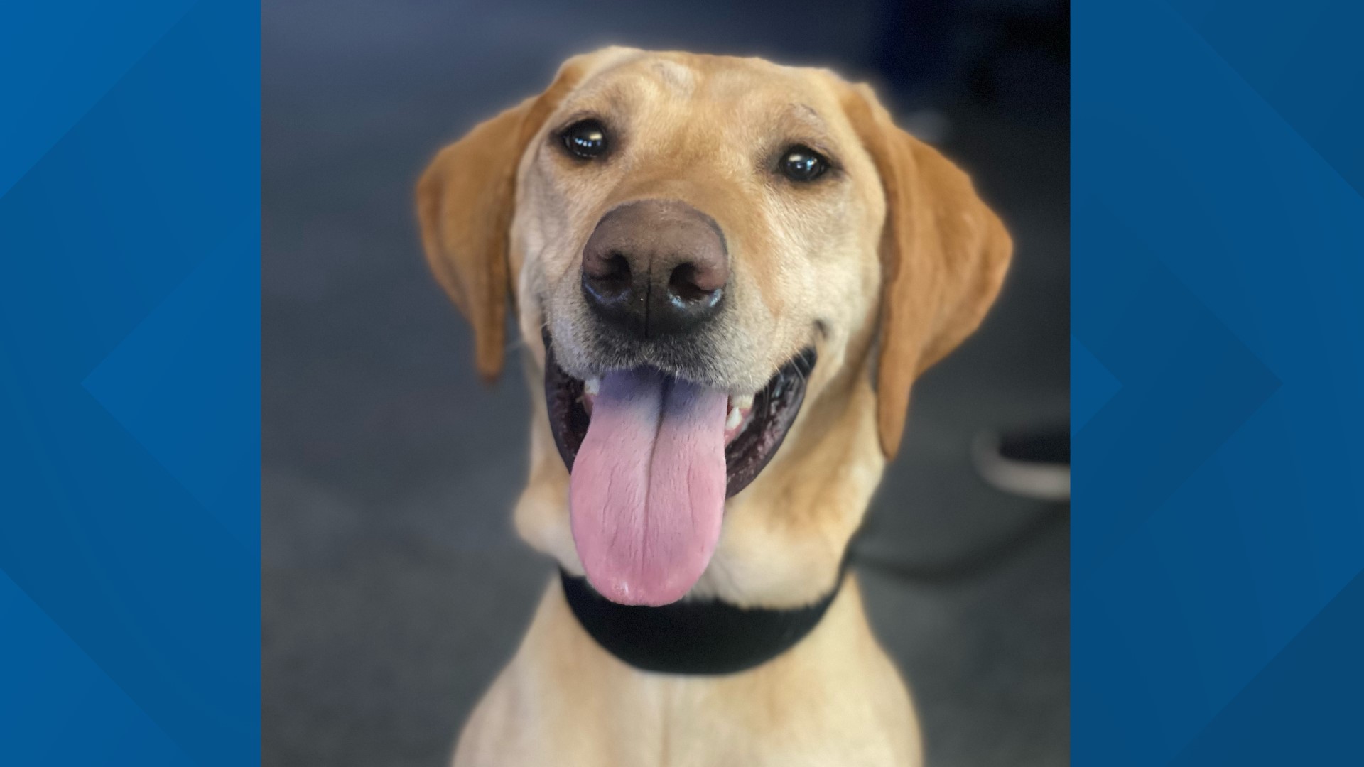 Meet Astro Boulder PD introduces first police K9 in 20 years