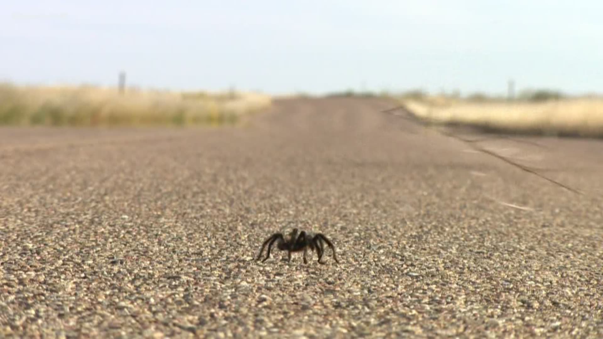 Colorado Parks and Wildlife said the migration through La Junta happens every year.