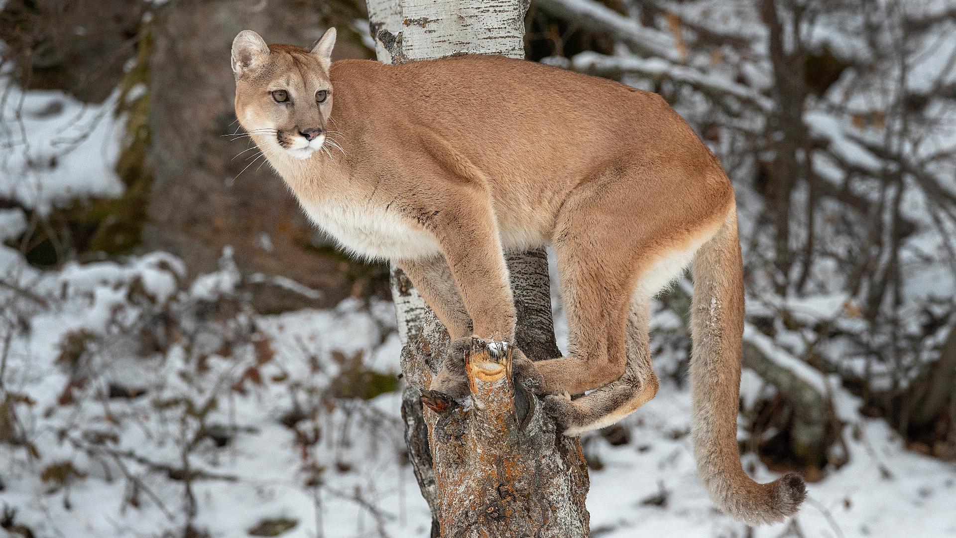 The man told Colorado Parks and Wildlife investigators that the lion was acting aggressively and that he killed it in self-defense.