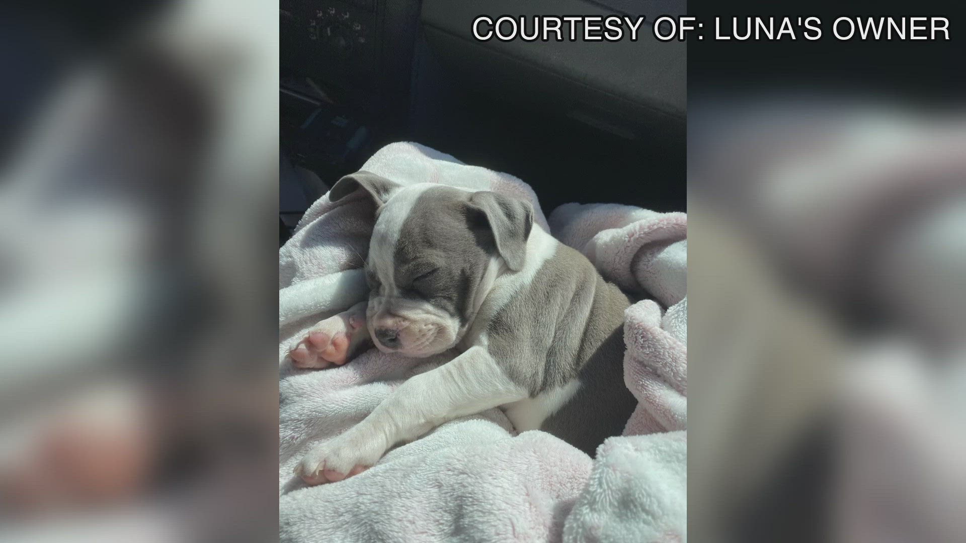 Midland woman loses her dog after mistaken euthanization with Midland(03)