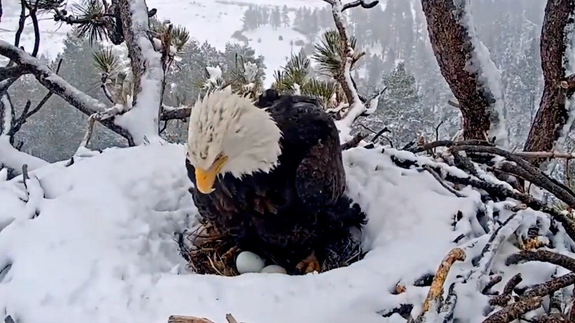 Big Bear eagle nest cam | Watch Live | wkyc.com