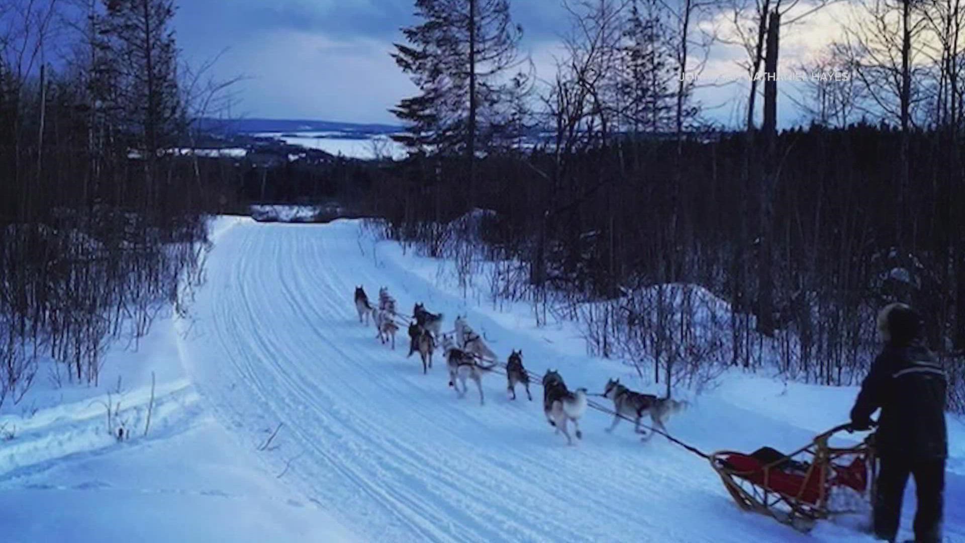 Hayes and his son, Caleb returned from a 20-mile training run with their sled dogs to find a cow moose stomping and kicking at their kennel of puppies.