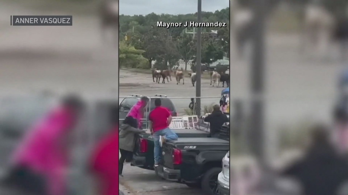 North Attleborough mall rodeo leads to escape of 8 bulls | wkyc.com