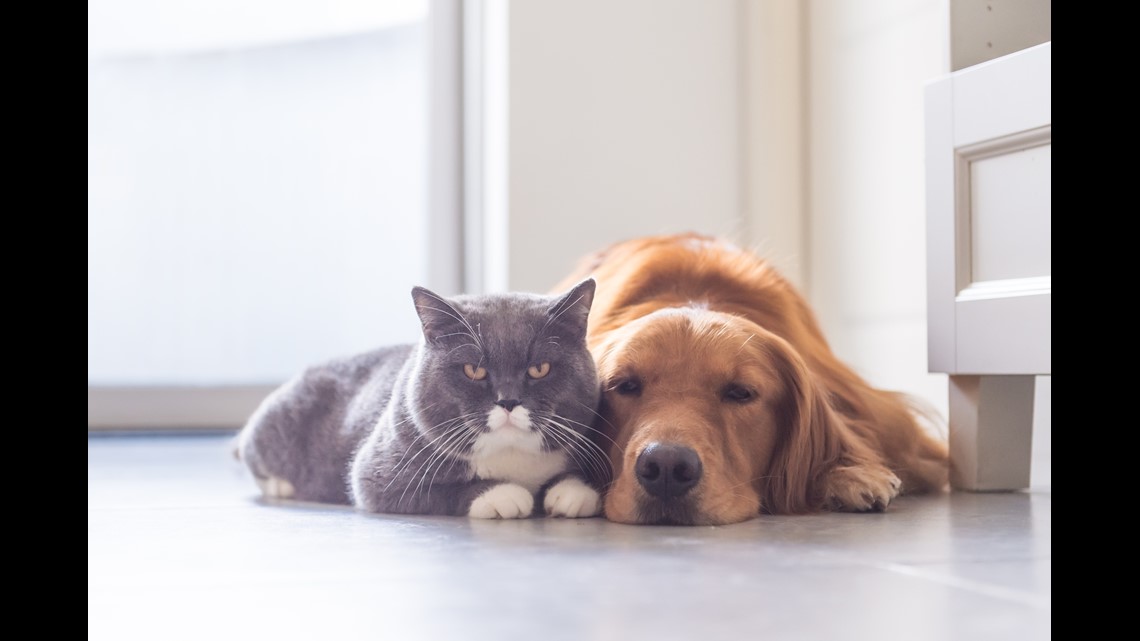 Can cats and dogs get along? Science says yes