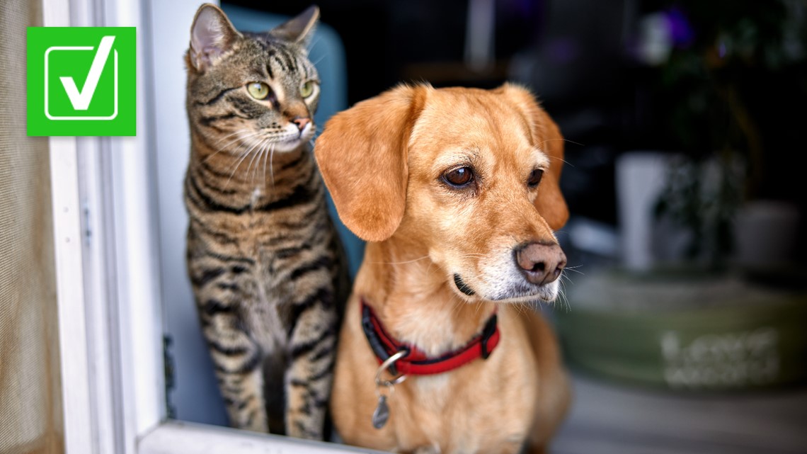 Yes, poor air quality from wildfire smoke affects pets