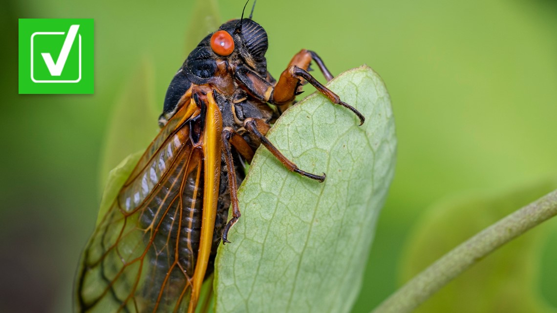 Bodiless ‘zombie cicadas’ infected with parasitic fungus are real ...