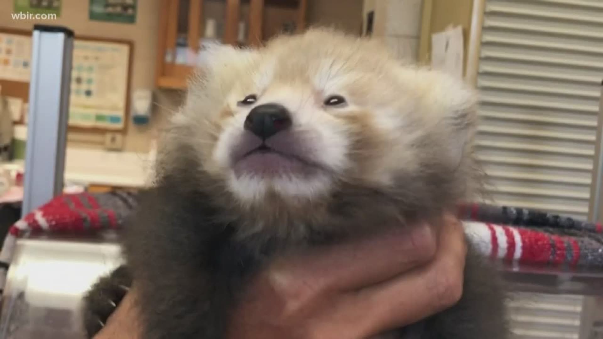 Zoo Knoxville Will Soon Be Hand Raising Four Red Panda Cubs Wkyc Com