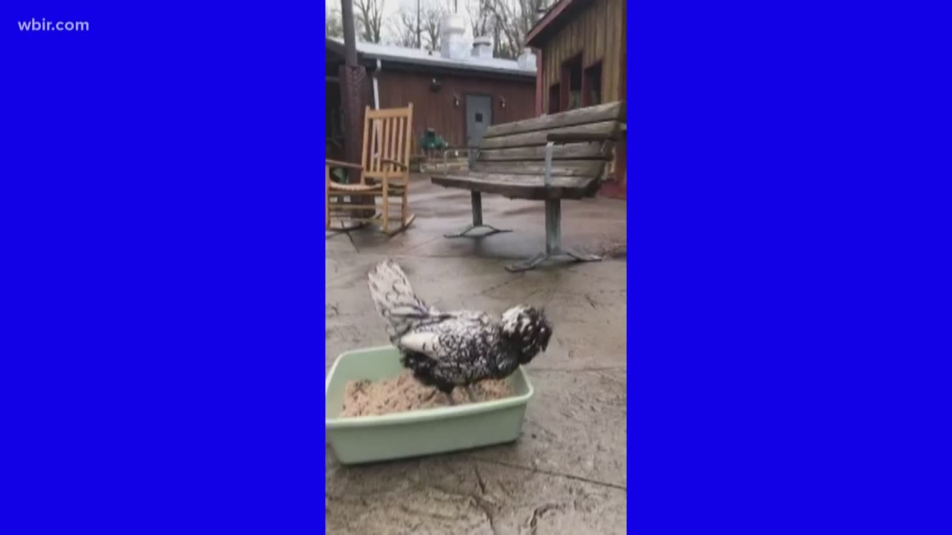 You can watch Zoo Knoxville's 'Bring the Zoo to you' on their Facebook page while they are currently closed zooknoxville.org. March 20, 2020-4pm.