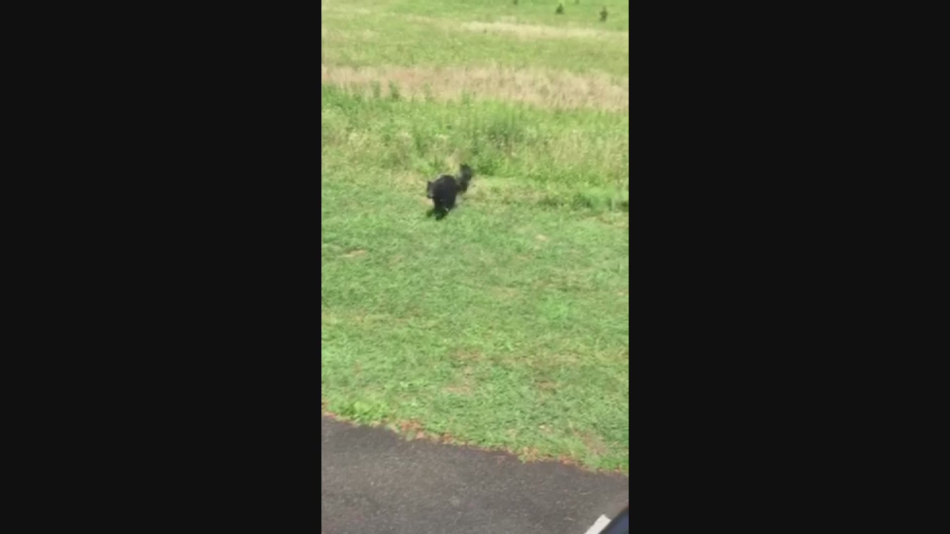 On Saturday, a momma bear charged a man at Cades Cove after he repeatedly tried to approach her cubs. Video submitted by 10News viewer Paige Marple.