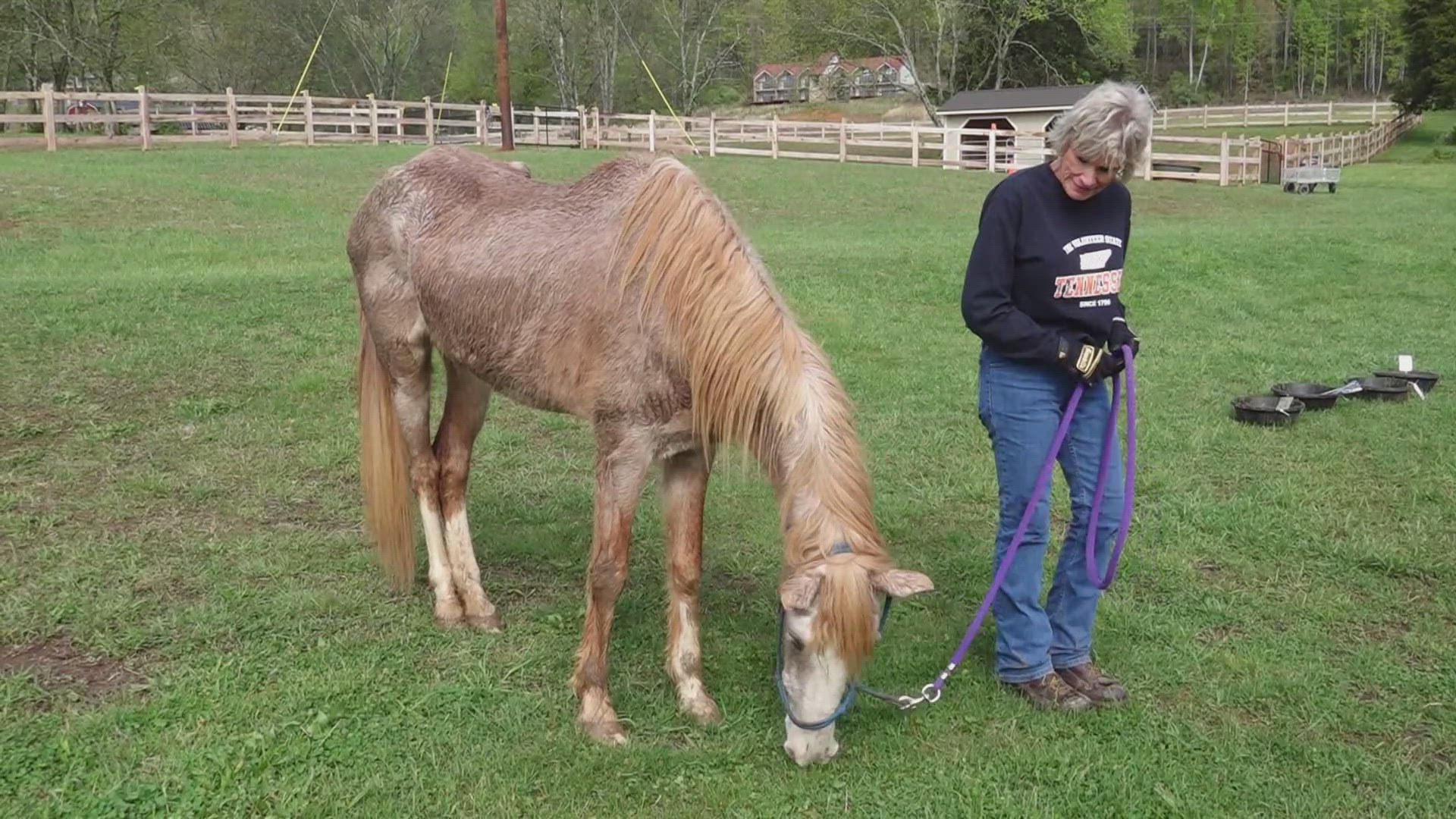 We are just 16 days away from this year's 'Dancing for the Horses' fundraiser! The nonprofit has rescued 1400 neglected horses since it started in 1999. 