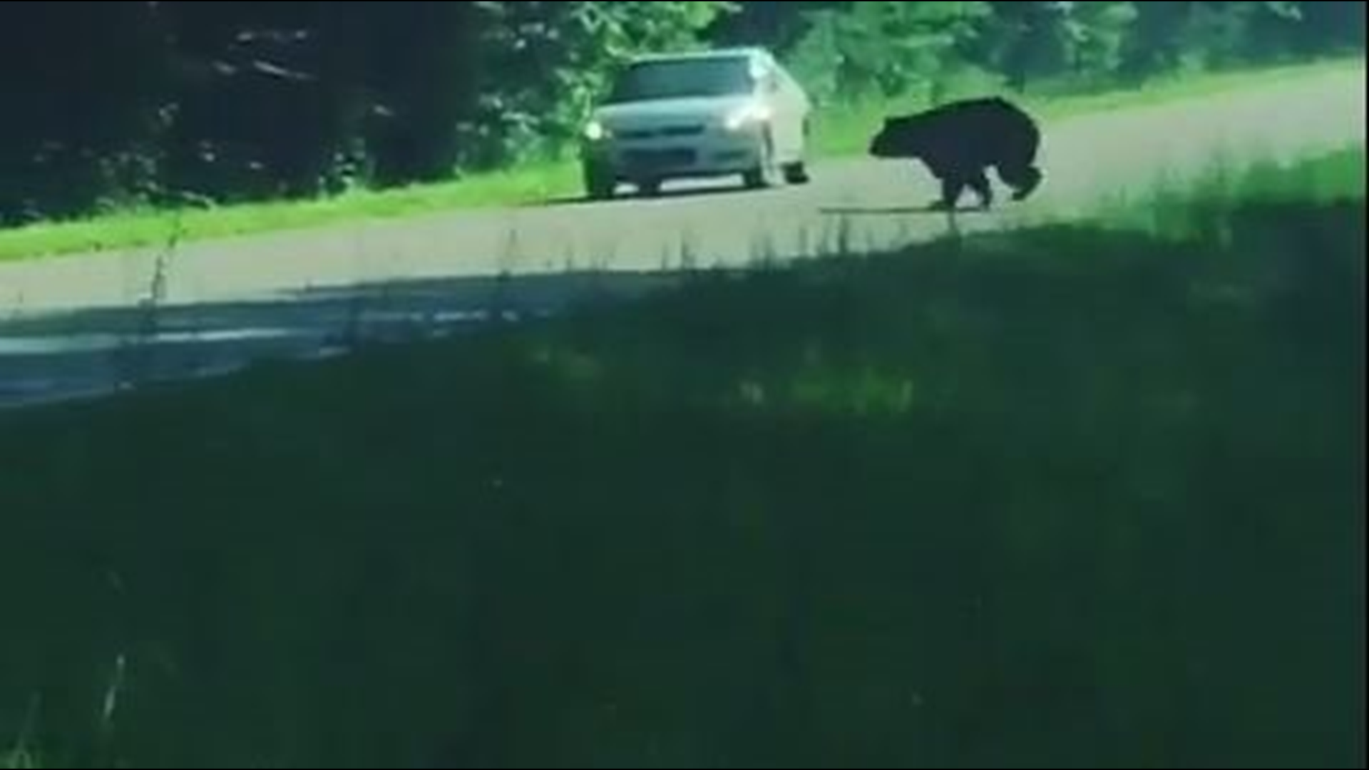 A  woman was caught completely off-guard after a bear slammed into the side of her car as she was driving down the Parkway.