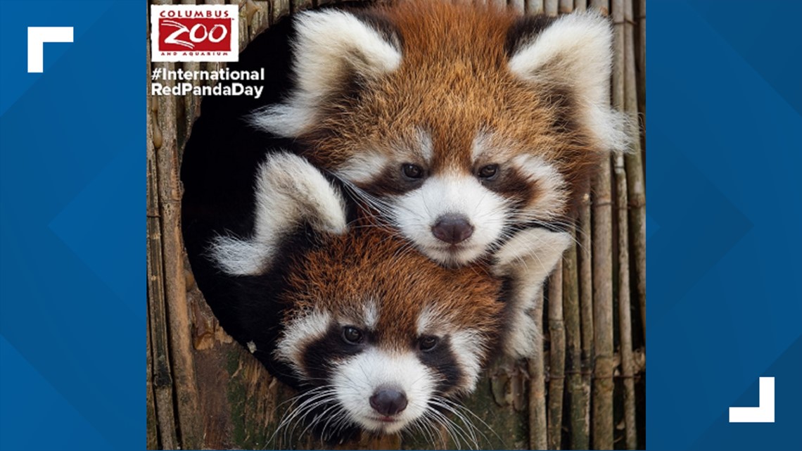 Columbus Zoo announces names of red panda cub twins
