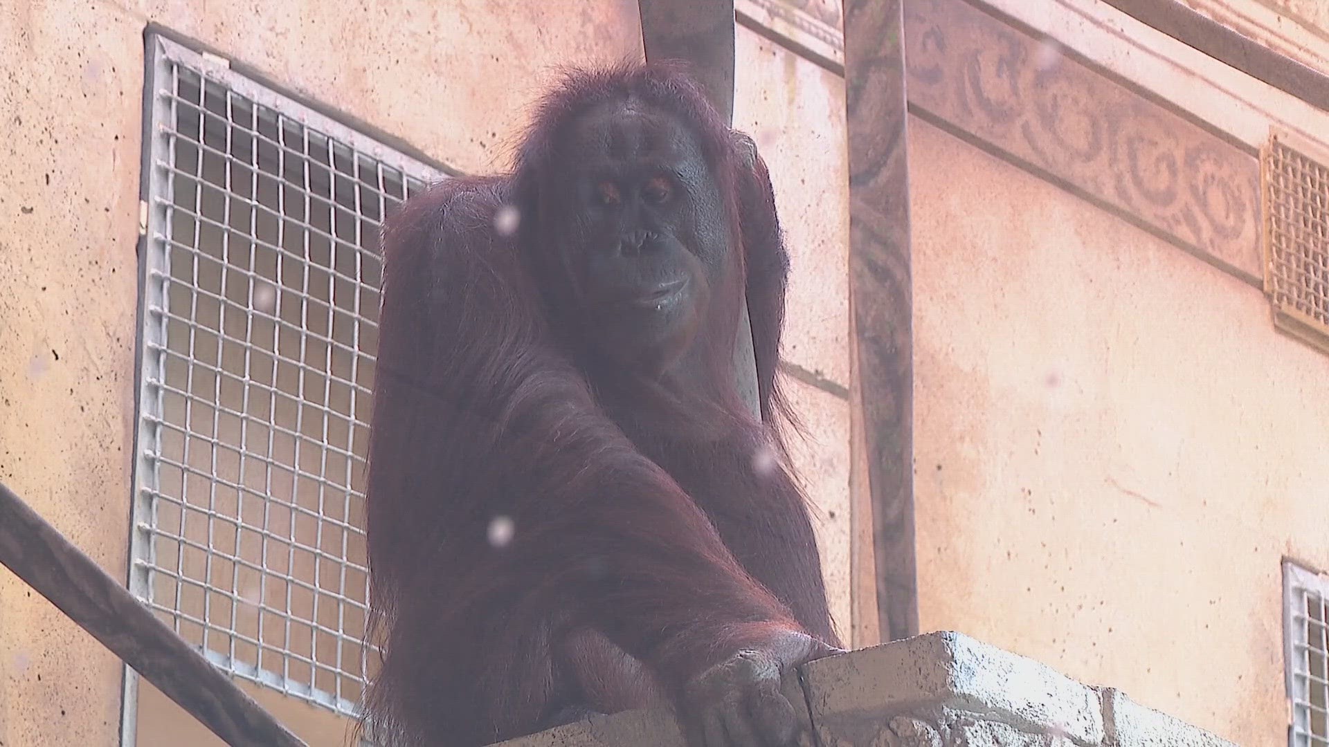 The Columbus Zoo and Aquarium’s great ape family is growing by two and celebrating the future birth of two very rare species.