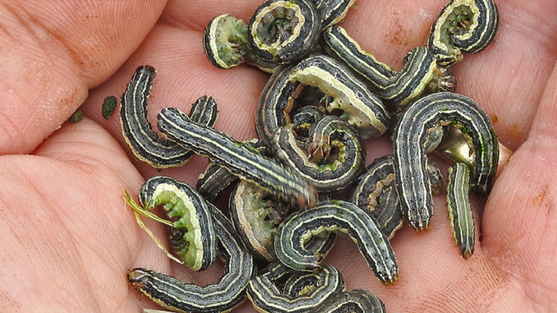 Ohio State University Extension county offices have reported the highest number of armyworms in decades.