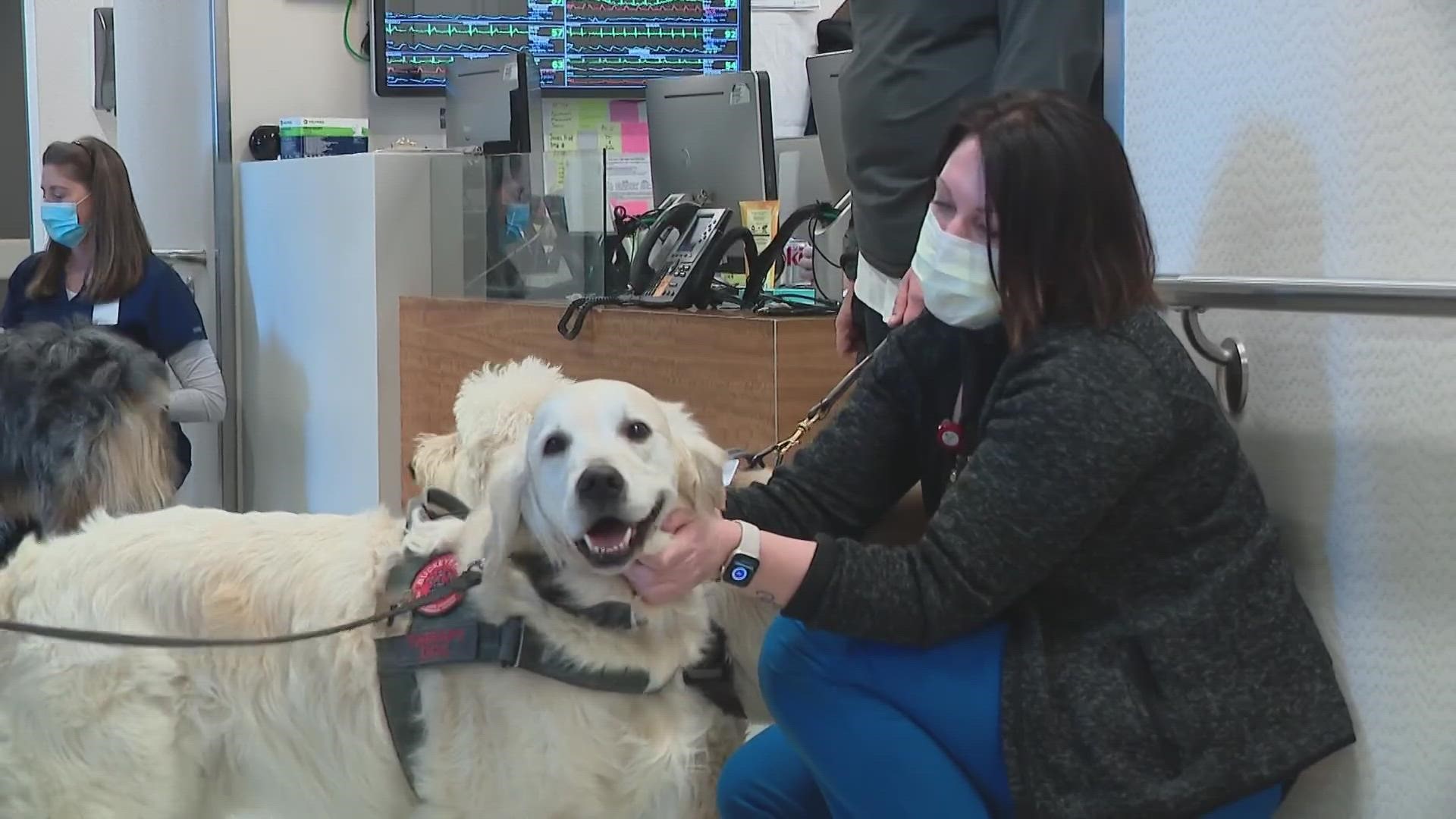 Buckeye Paws was started at the Ohio State Wexner Medical Center in March 2020 to help reduce stress and anxiety among hospital staff.