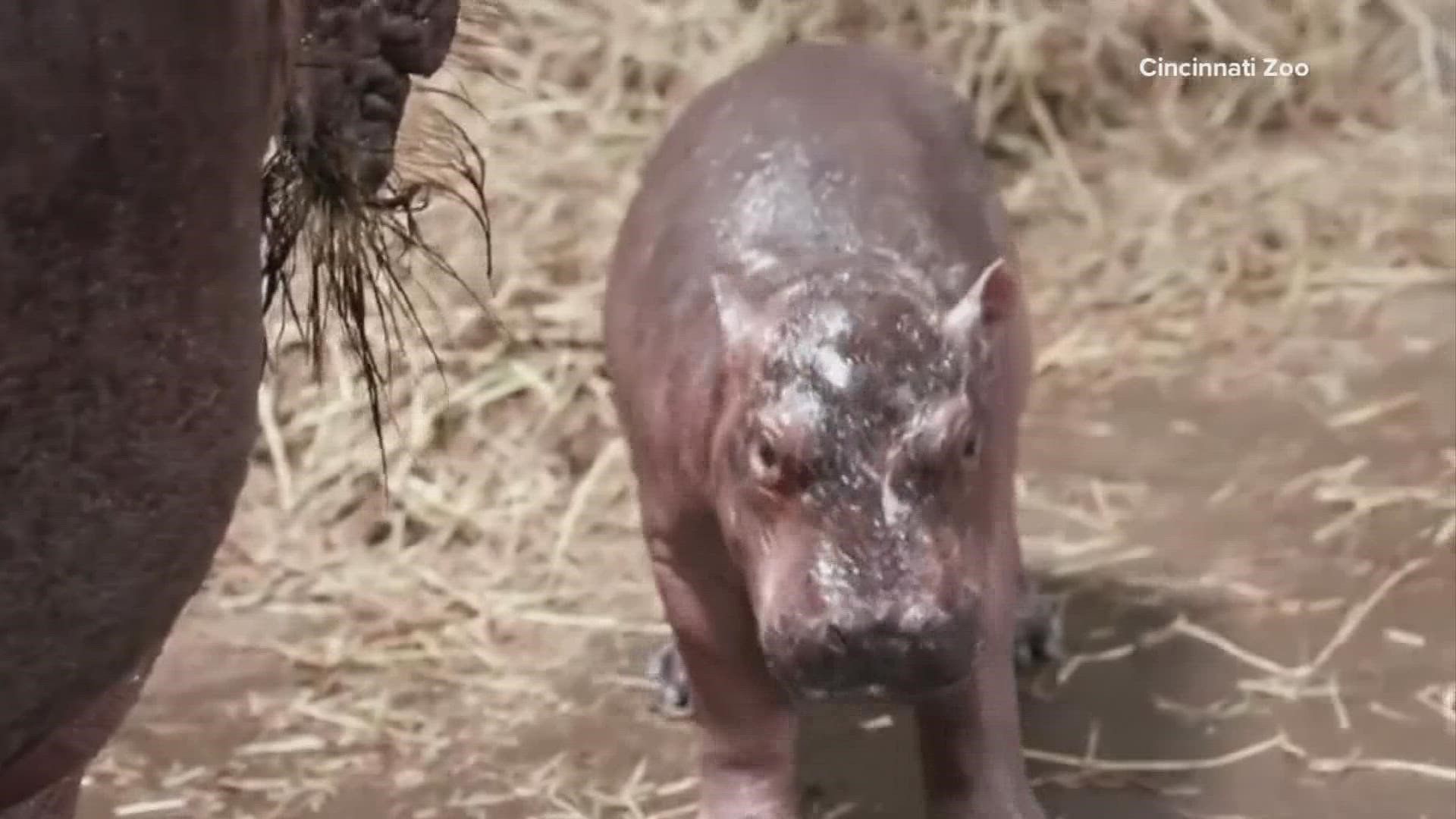 The new boy calf is the sibling of Fiona, a famous hippo who was born prematurely in 2017.