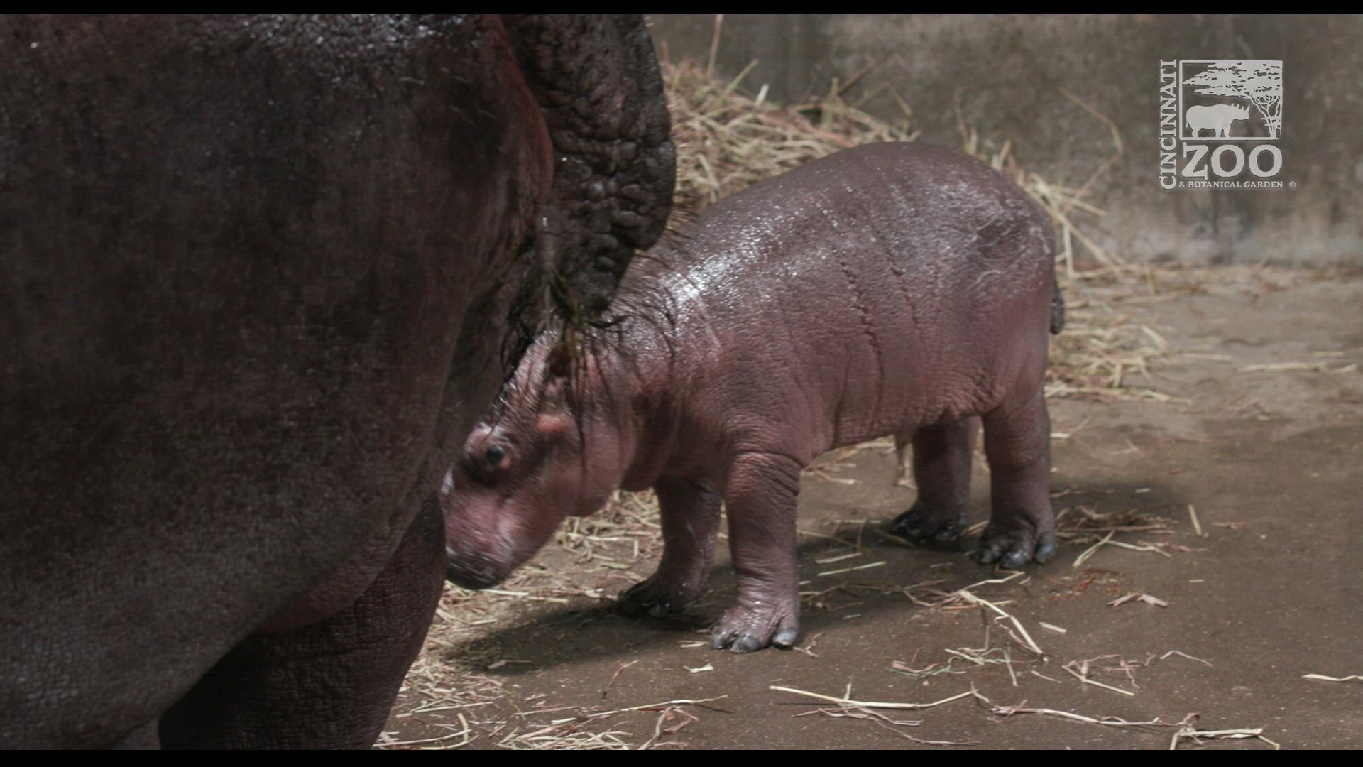 We brought news of the Fiona the hippo's sibling born at the Cincinnati Zoo last week, and we now know the gender of the internet star's new sibling.